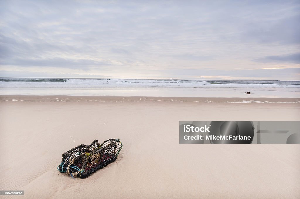 Solitaire solitaire au homard bleu de Bamburgh Northumberland - Photo de Angleterre libre de droits