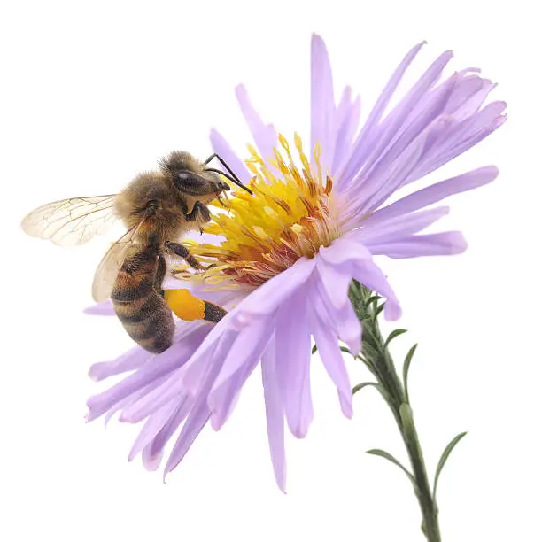 Honeybee and blue flower head isolated on a white background