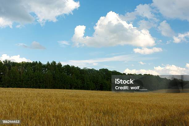 Paesaggio Estivo Con Un Campo E Grove - Fotografie stock e altre immagini di Albero - Albero, Ambientazione esterna, Ambiente