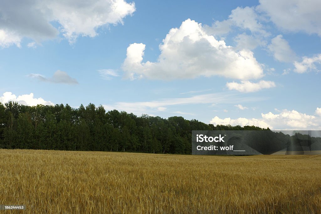 Paisagem de verão com o campo e bosque - Foto de stock de Azul royalty-free