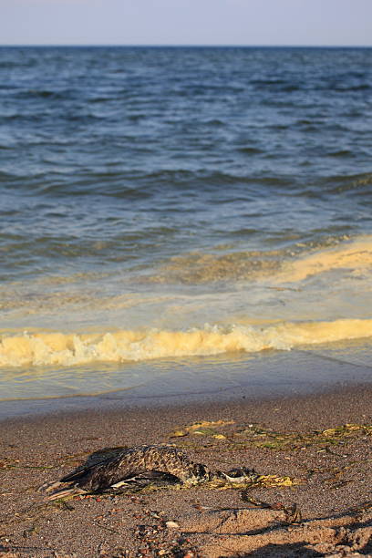 istock bird killed in spill disaster 186244553