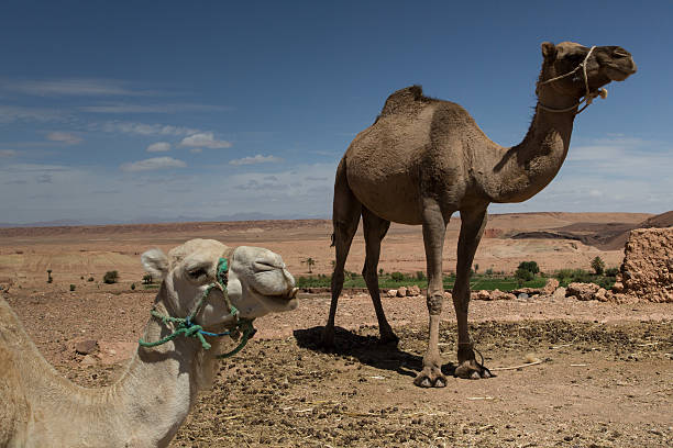 верблюдов в сахаре, maroc - atlas gebirge стоковые фото и изображения