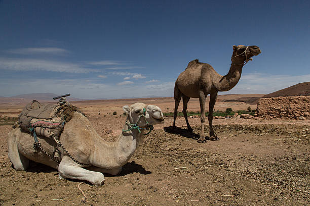 верблюдов в сахаре, maroc - atlas gebirge стоковые фото и изображения