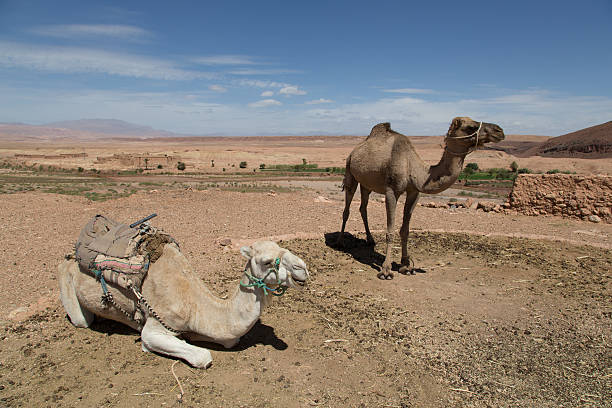 верблюдов в сахаре, maroc - atlas gebirge стоковые фото и изображения
