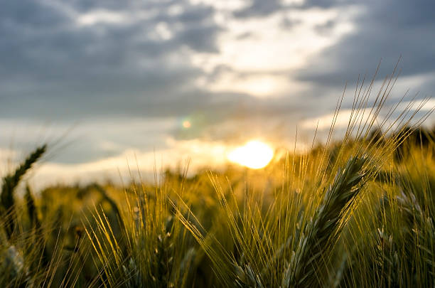 istock Beautiful sunset through wheat field 186244649