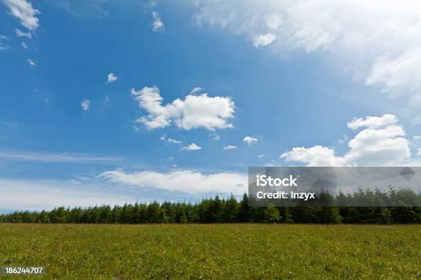 Panorama Di Prateria - Fotografie stock e altre immagini di Albero - Albero, Ambientazione esterna, Ambientazione tranquilla