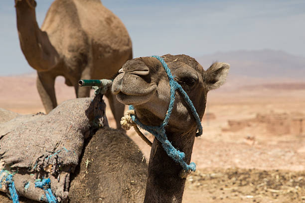 верблюдов в сахаре, maroc - atlas gebirge стоковые фото и изображения