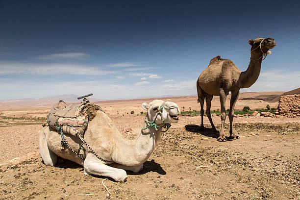 верблюдов в сахаре, maroc - atlas gebirge стоковые фото и изображения