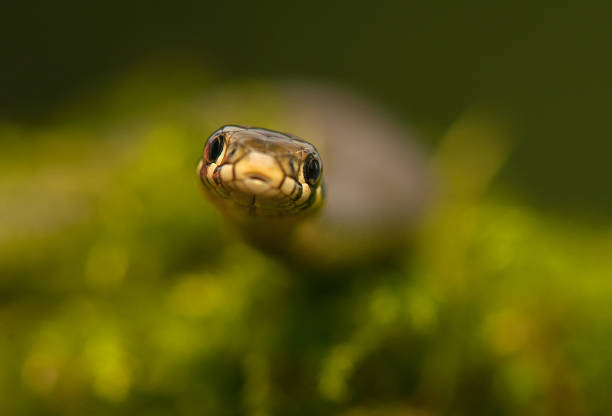 Grass snake stock photo