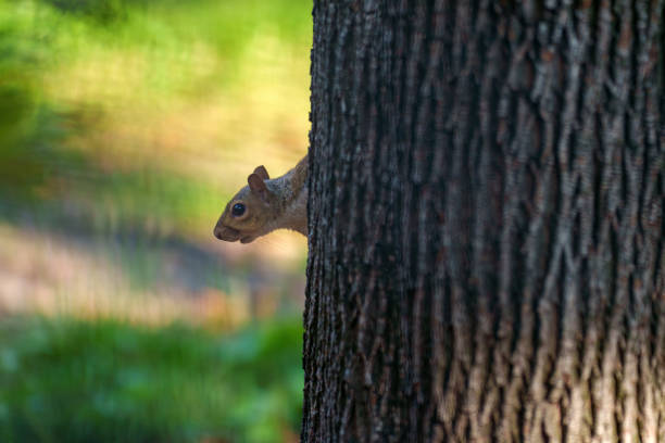 A wild squirrel in via Leon Battista Alberti at Milan, Lombardy, Italy