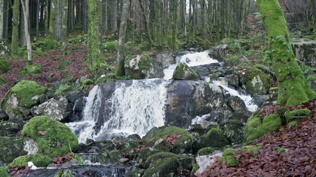 Deciduous woodland scene with a waterfall