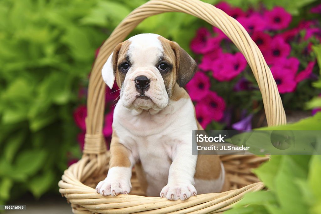fårehyrde dvs. ubetinget Beabull Puppy In Basket-foton och fler bilder på Valp - Valp, Blandrashund,  Blomma - iStock