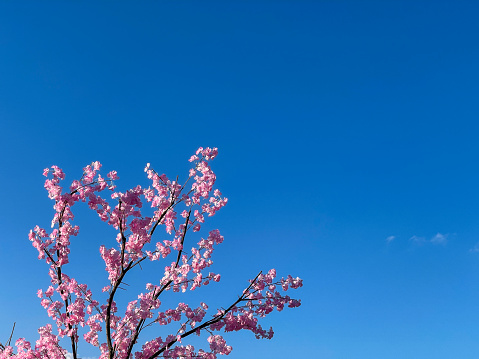 Cherry tree blooming in chiyoda Park, Tokyo