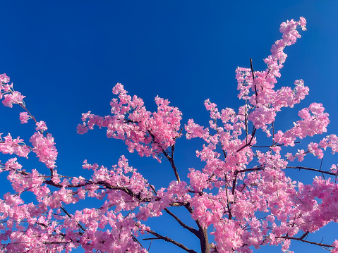 Pink flower, Chorisia Speciosa, Kapok Tree with blue background