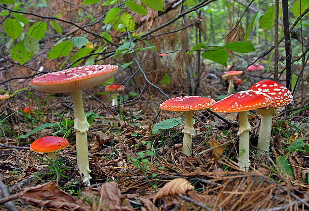 groupe de champignons - poizon mushroom photos et images de collection