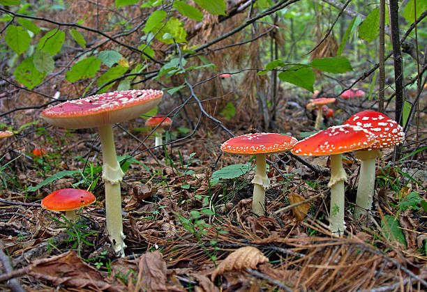 그룹 버섯 - poizon mushroom 뉴스 사진 이미지