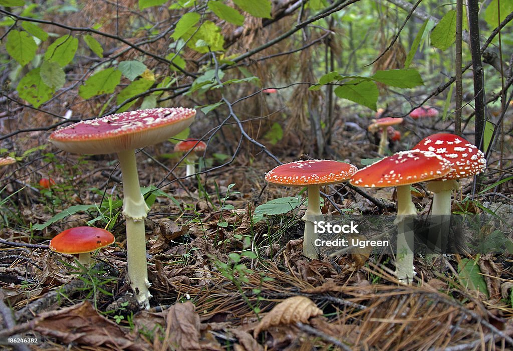 Grupo de cogumelos - Foto de stock de Agárico - Amanita royalty-free