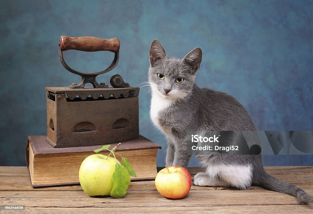 Chat posant à côté d'un vieux fer à repasser - Photo de Agriculture libre de droits