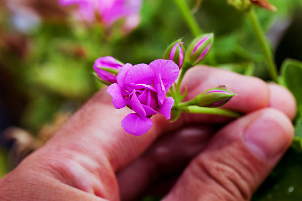 istock Male hand taking a flower 186246843