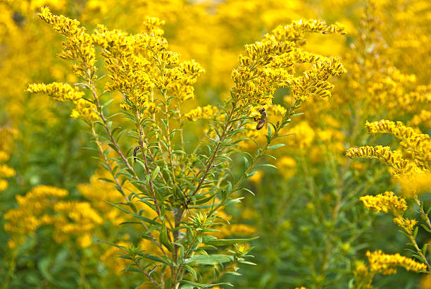 istock Goldenrod in meadow 186246975