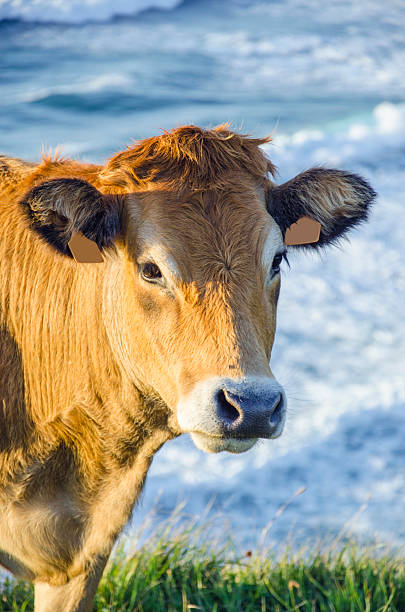 Cow in the ocean.