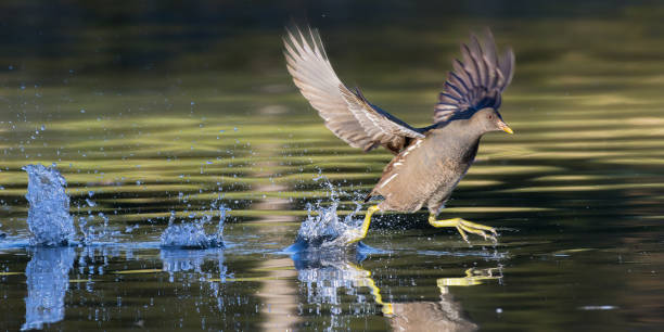 istock Common Moorhen running on water 1862473337