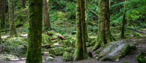 la foresta vicino alla cascata di torc nel parco nazionale di killarney nella contea di kerry - irlanda - tranquil scene colors flowing water relaxation foto e immagini stock