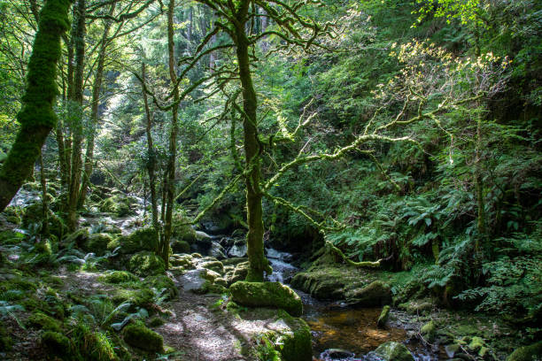 la foresta vicino alla cascata di torc nel parco nazionale di killarney nella contea di kerry - irlanda - tranquil scene colors flowing water relaxation foto e immagini stock