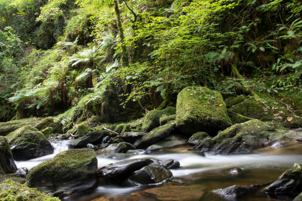 la cascata di torc nel parco nazionale di killarney nella contea di kerry - irlanda - tranquil scene colors flowing water relaxation foto e immagini stock