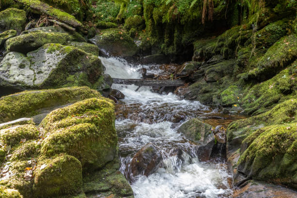 la cascata di torc nel parco nazionale di killarney nella contea di kerry - irlanda - tranquil scene colors flowing water relaxation foto e immagini stock