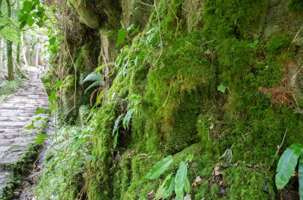 la foresta vicino alla cascata di torc nel parco nazionale di killarney nella contea di kerry - irlanda - tranquil scene colors flowing water relaxation foto e immagini stock