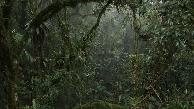 Timelapse inside foggy rainforest, fog moving