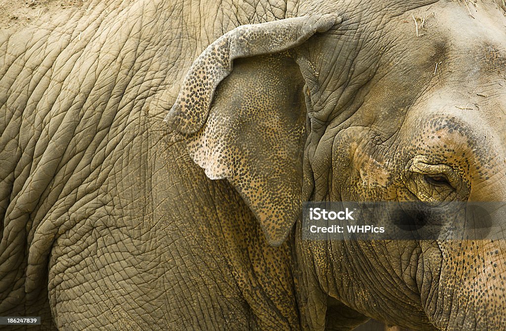 Close up of elephants head Close up view of an Asian elephant, Elephas maximus Animal Stock Photo