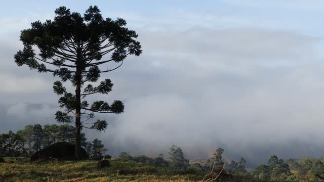 Araucaria in the foreground with fog and clouds moving timelapse on the background