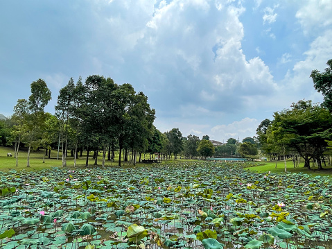 Public pond in the garden