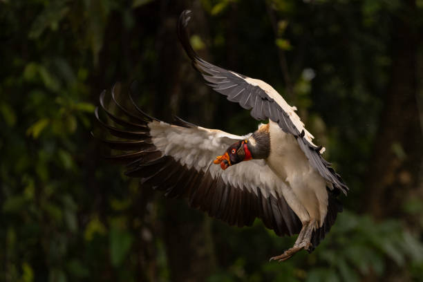 istock King Vulture in Costa Rica 1862483326