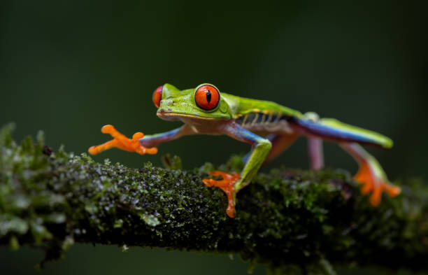 istock Red-eyed Tree Frog in Costa Rica 1862484381
