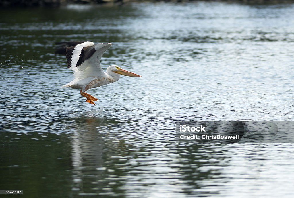 Pelicano Pássaro Amimal de voa NO DESEMBARQUE Lago Klamath - Royalty-free Amarelo Foto de stock