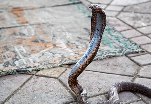 istock Snake at Djemaa el Fna, Marrakesch 186249067