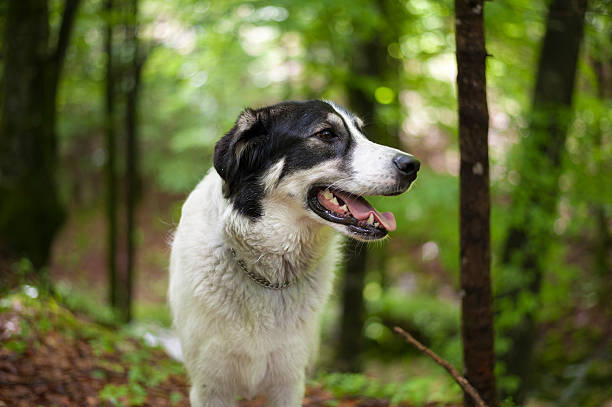 istock Black and white dog in the forest 186249538