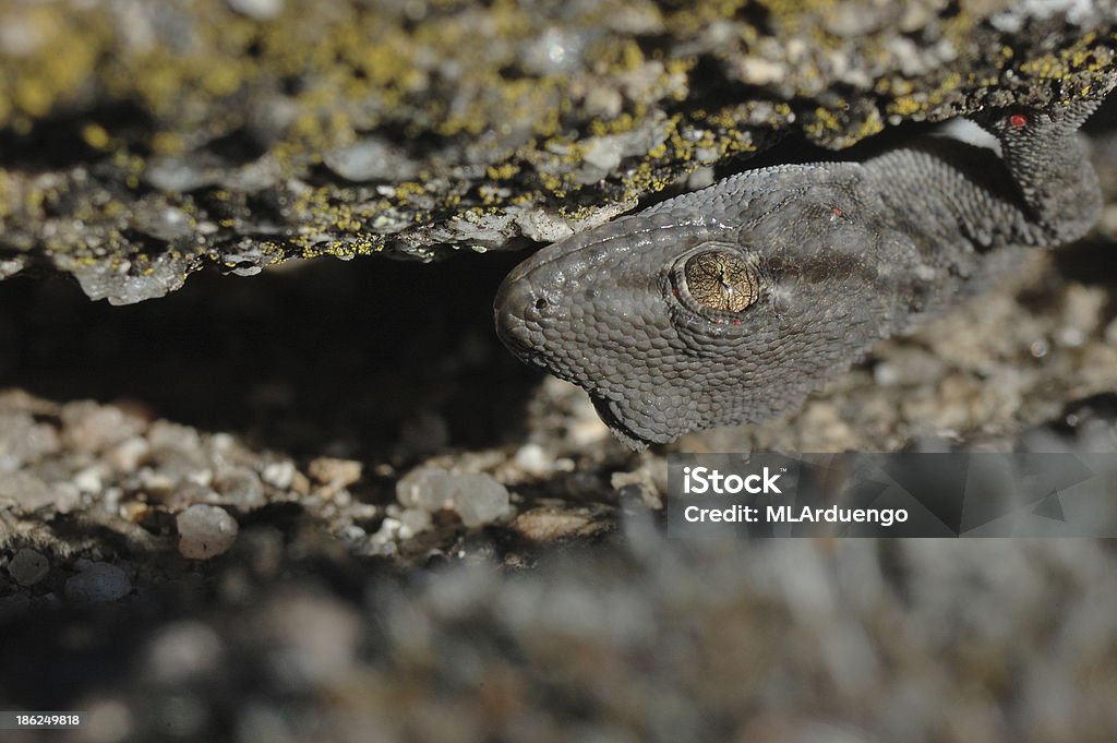 gecko común (Tarentola mauritanica) - Foto de stock de Aire libre libre de derechos