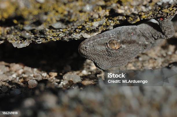 Gecko Común Foto de stock y más banco de imágenes de Aire libre - Aire libre, Animal, Animales cazando