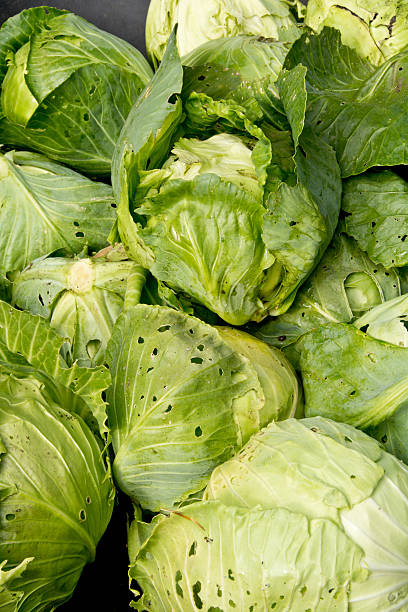 istock Organic cabbage heads with insect holes 186249971