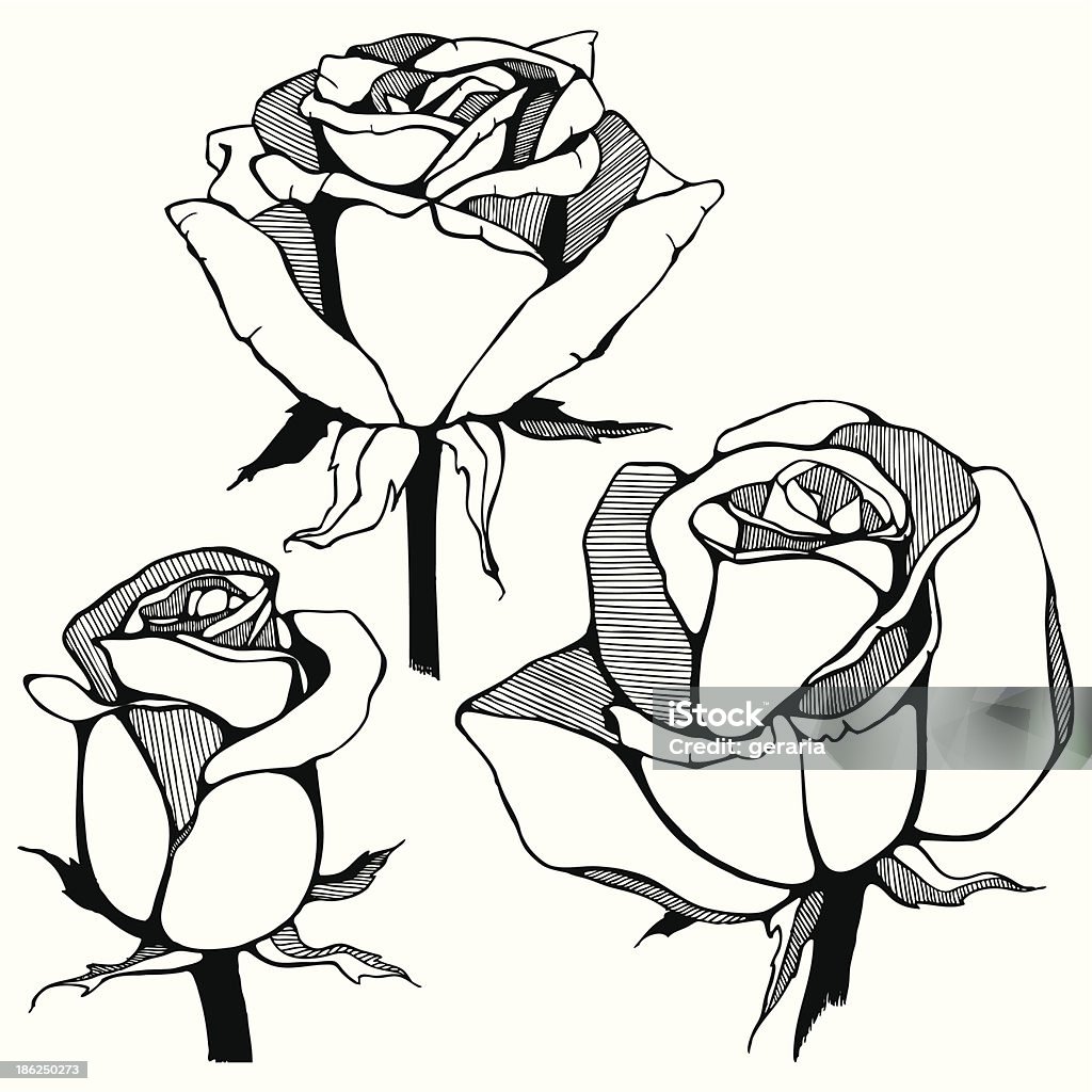 Vettoriali disegnati a mano di Rose fiori. - arte vettoriale royalty-free di Arredamento
