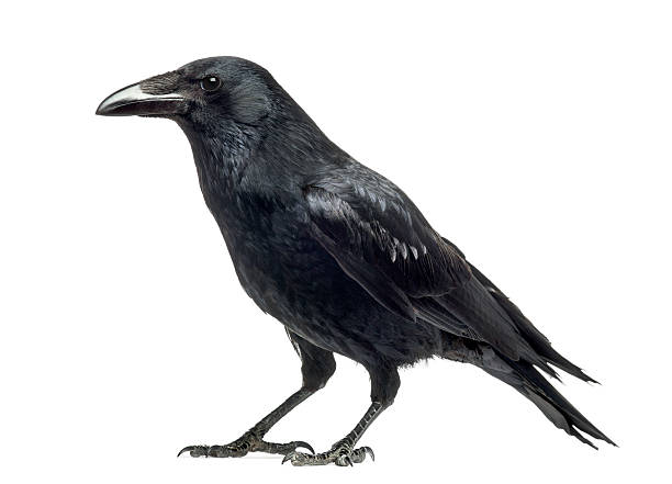 istock Isolated side view of a Carrion Crow Corvus corone 186250424