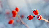 Frosted Rose hip in winter