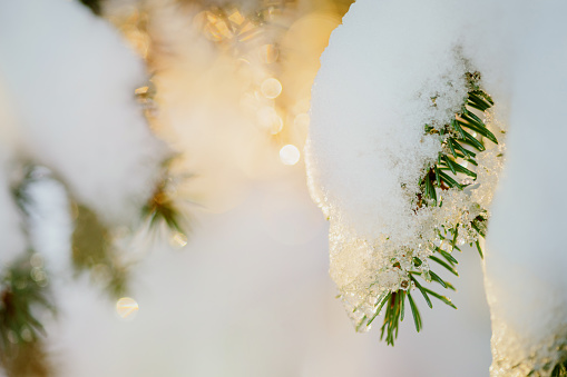 Branches of fir trees with snow and drops of water on the needles close-up.