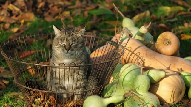 Happy halloween. Funny cat sitting near decorated with pumpkins garden. Preparation for celebration. Halloween, fall or happy thanksgiving fun.Tabby cat sits in a basket near pumpkins and gourds