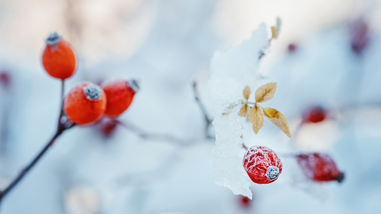 Rose hip in the snow. Rose hip berries in winter.