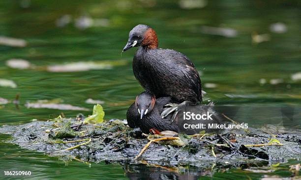 Little Grebe Tachybaptus Ruficollis Stock Photo - Download Image Now - Animal Wildlife, Animals In The Wild, Bird